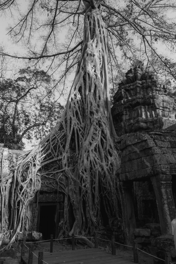 ta prohm-136.jpg